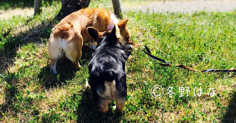 素人がコーギー飼い始めて3匹目 多頭飼いしてわかった コーギーの特色 冬野はな Hspの元小学校教師 Note 素人がコーギー飼い始めて3匹目 多頭飼いしてわかった コーギーの特色 冬野はな Hspの元小学校教師 Note