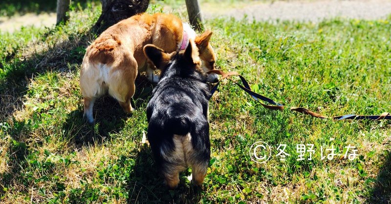 素人がコーギー飼い始めて3匹目、多頭飼いしてわかった、コーギーの特色