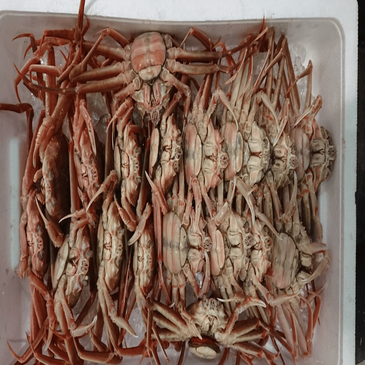 新潟 佐渡の女蟹 メガニ 全国のズワイガニのメスの呼び方 魚が来る 明日 新潟から 鮮魚通販 Note