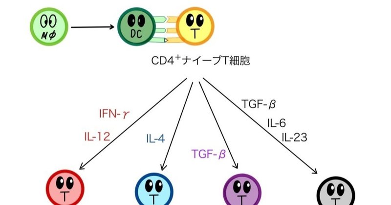 免疫学9　体液性免疫～T細胞の分化～
