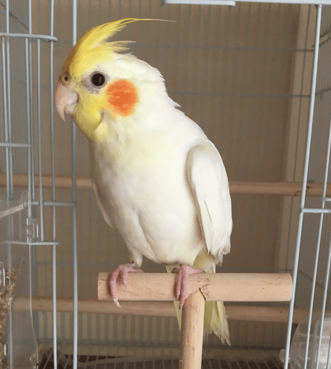 オカメインコ ルチノー Akkntfk Note オカメインコ ルチノー Akkntfk Note