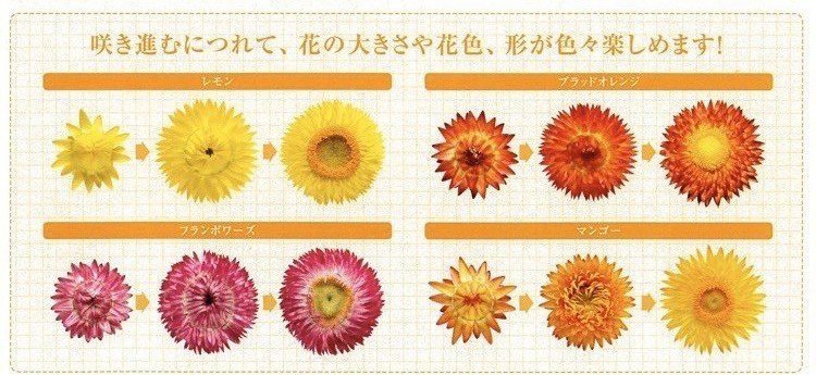 ヘリクリサム 和名帝王貝細工のお話 ぷち おはな Note