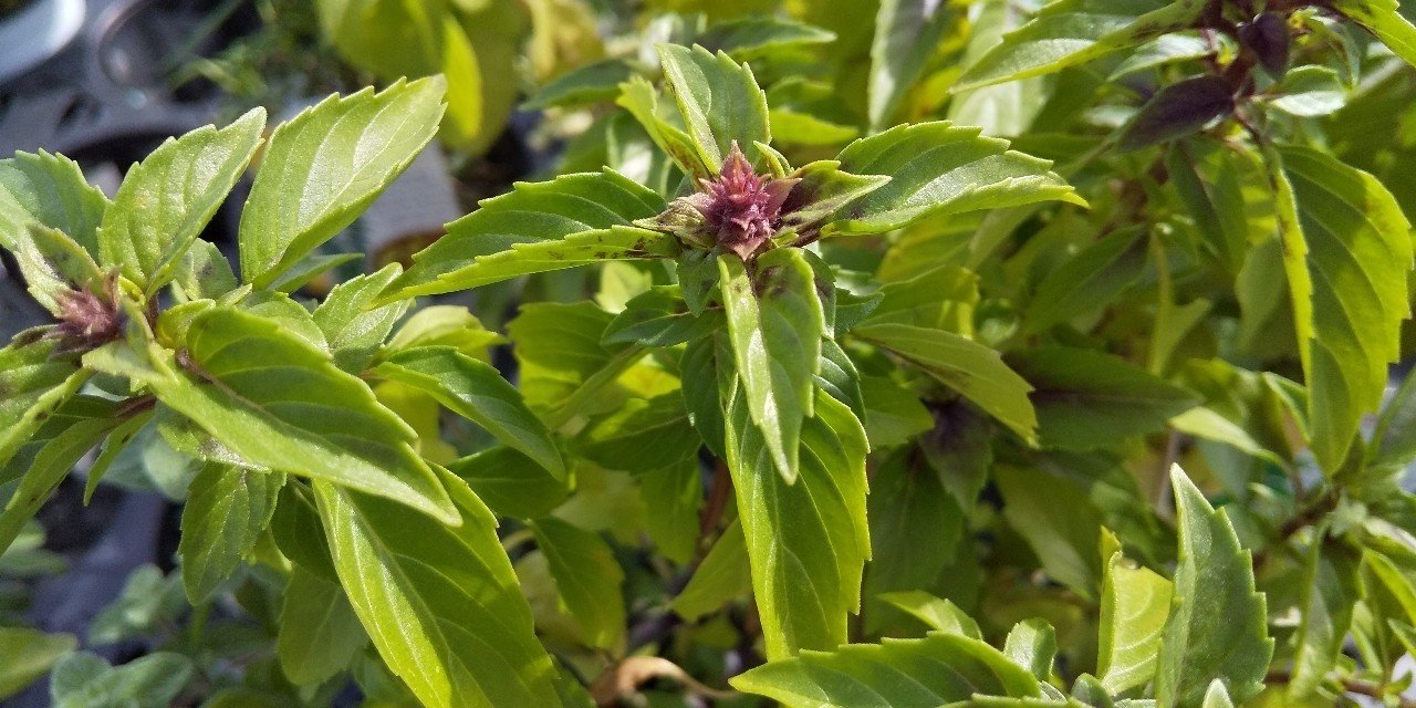 育てるハーブの下見に行きました ばぃちぃ Note