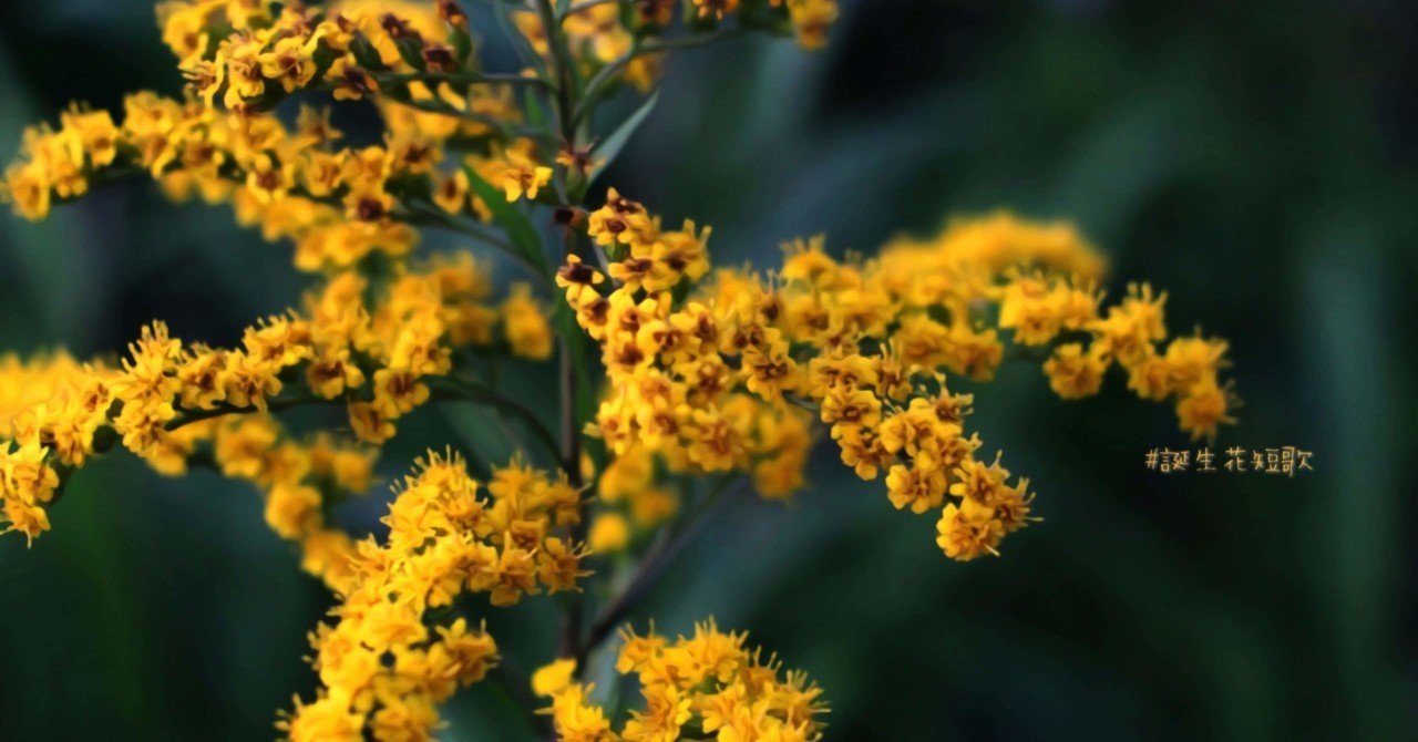 10月19日 誕生花は秋麒麟草 誕生花短歌 御子柴 流歌 Note 10月19日 誕生花は秋麒麟草 誕生花短歌 御子柴 流歌 Note