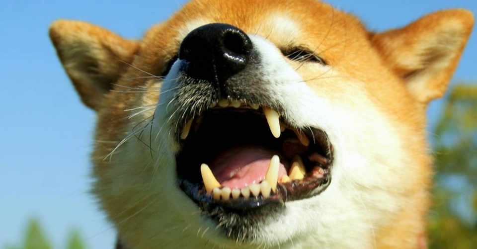 怪しい 舐めるだけの犬用口臭ケア ドクターデンタルワン の悪い口コミ評判を検証レビュー ワンちゃんのお口サポーター Note