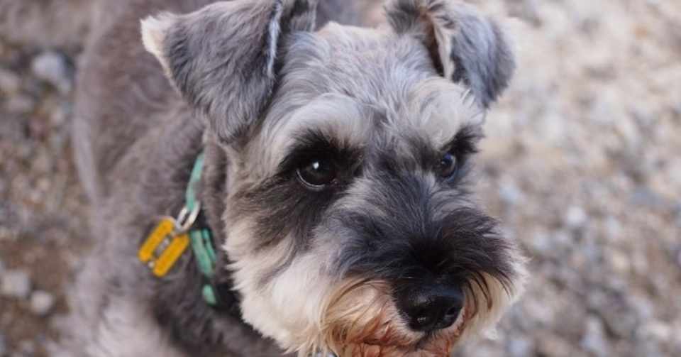 シュナウザーってどんな犬 Natsuko I ヨコハマドッグアカデミー Note