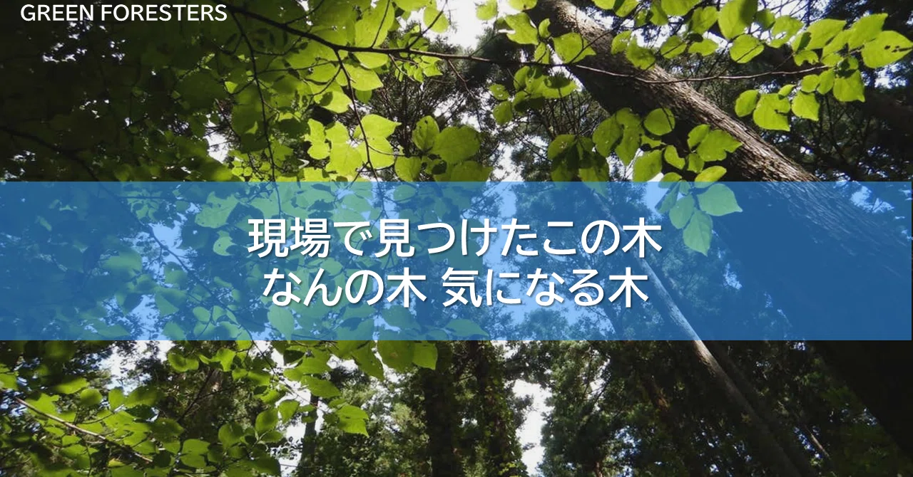 蒼。。天然イロハモミジ。 現場で見つけたこの木なんの木気になる木 蒼。。天然イロハモミジ。 現場で見つけたこの木なんの木気になる木