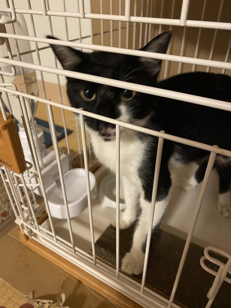 保護猫 さん とウチの まる 読む猫 Note
