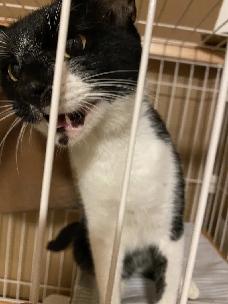 保護猫 さん とウチの まる 読む猫 Note