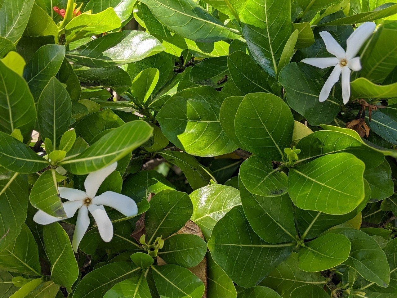 ハワイの垣根の花 ワイキキ暮らしのメヴァ エンデス Note ハワイの垣根の花 ワイキキ暮らしのメヴァ エンデス Note