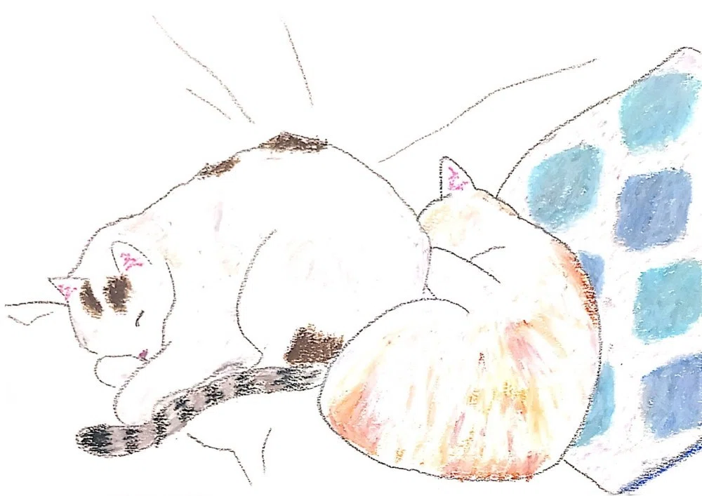 パレットクラブ日記 第7回 網中いづる先生の課題 家にあるものを描く 床山すずり Note パレットクラブ日記 第7回 網中いづる先生の課題 家にあるものを描く 床山すずり Note