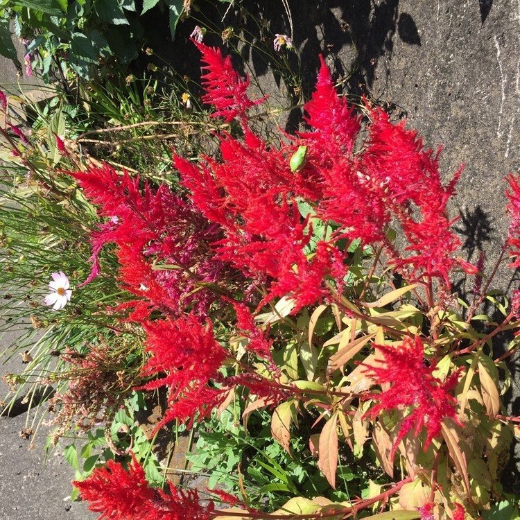 通勤の道中、季節の花が咲いています
← #ケイトウ