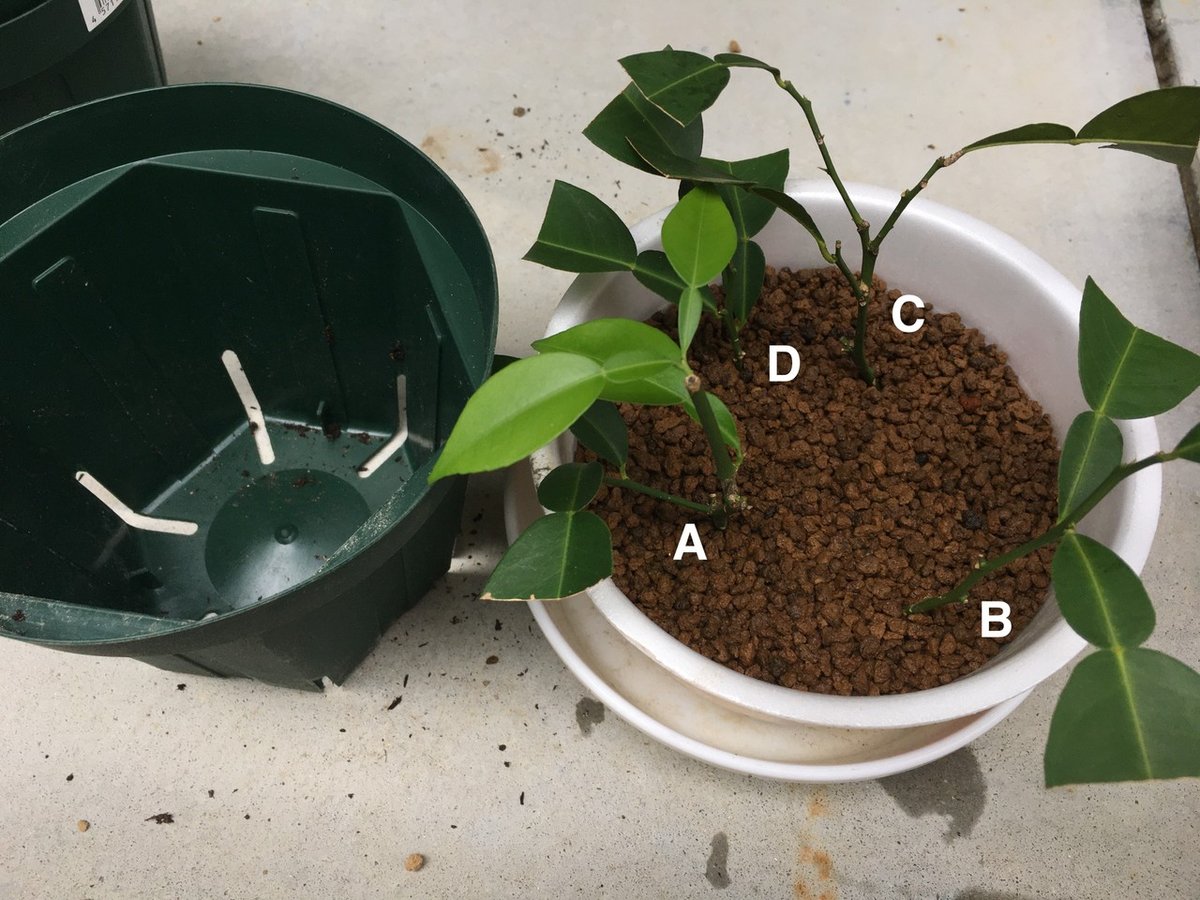 蝶々結び (ご予約) 挿し木枝 蝶々結び様専用 (ご予約) 挿し木枝 - メルカリ