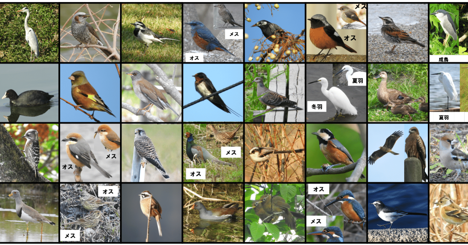 身近で気になる野鳥ランキング Best５０ 浜松科学館 みらいーら