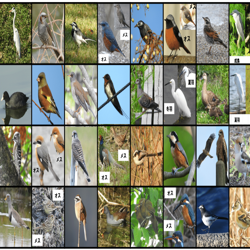 身近で気になる野鳥ランキング Best 50｜浜松科学館 みらいーら