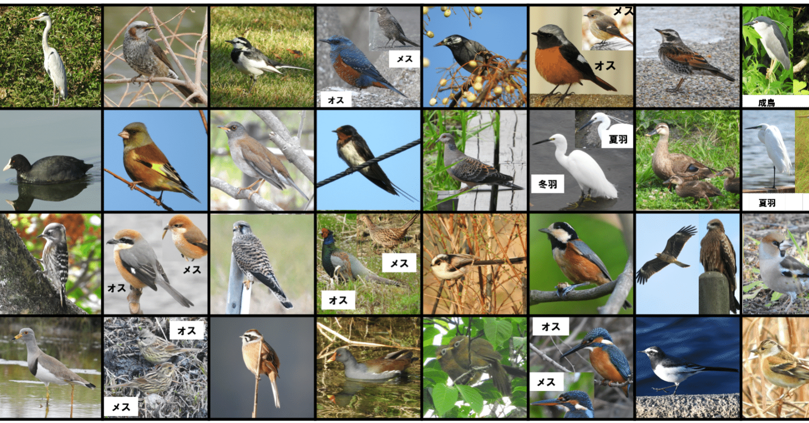 身近で気になる野鳥ランキング Best50 浜松科学館 みらいーら 身近で気になる野鳥ランキング Best50 浜松科学館 みらいーら