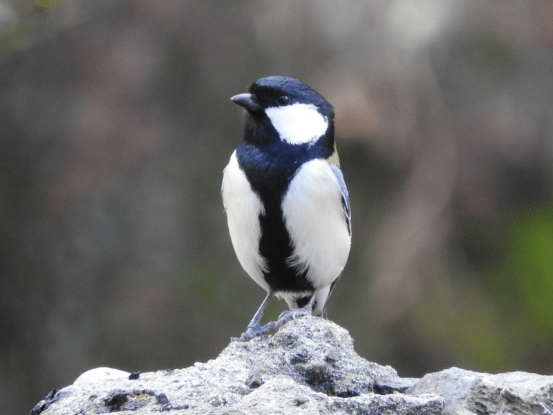 シジュウカラ