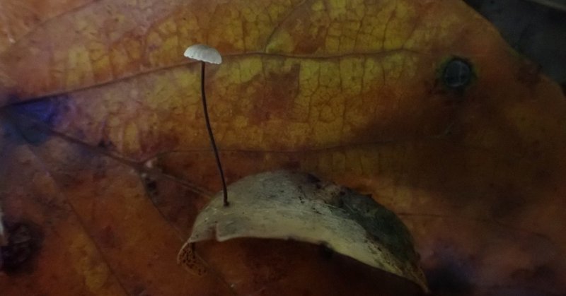止まらないきのこ愛 カレンダーと写真集ができました Hiroko 灯月 あかつき Note 止まらないきのこ愛 カレンダーと写真集ができました Hiroko 灯月 あかつき Note