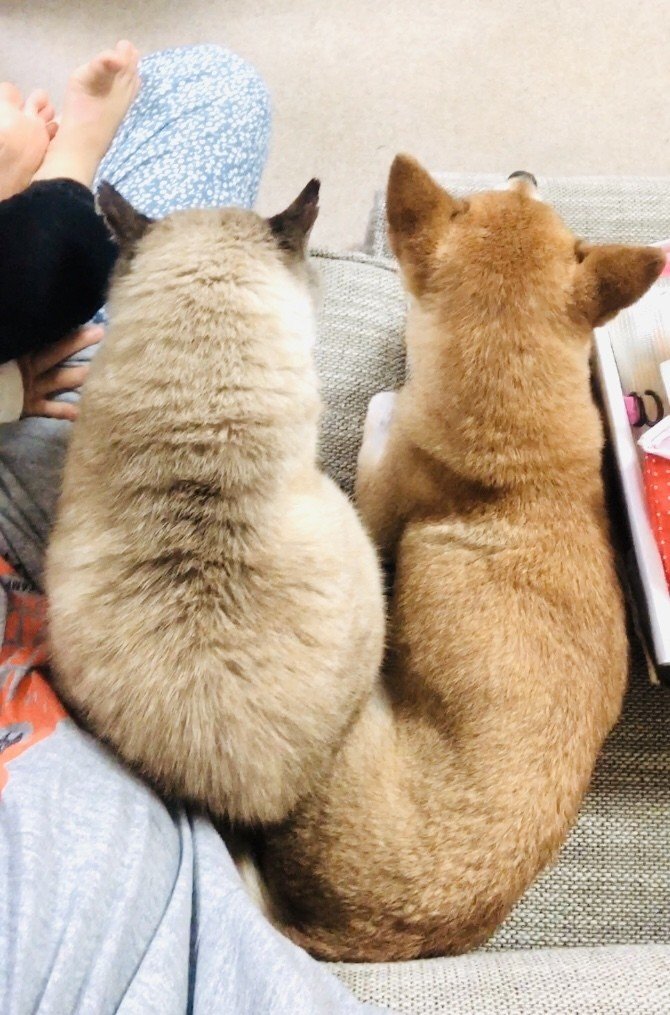 同じポーズの犬と猫 距離0 仲良し とも限らないけど 猫 犬に八つ当たりで猫パンチとかする 距離が縮まったねぇ つりタコ Note