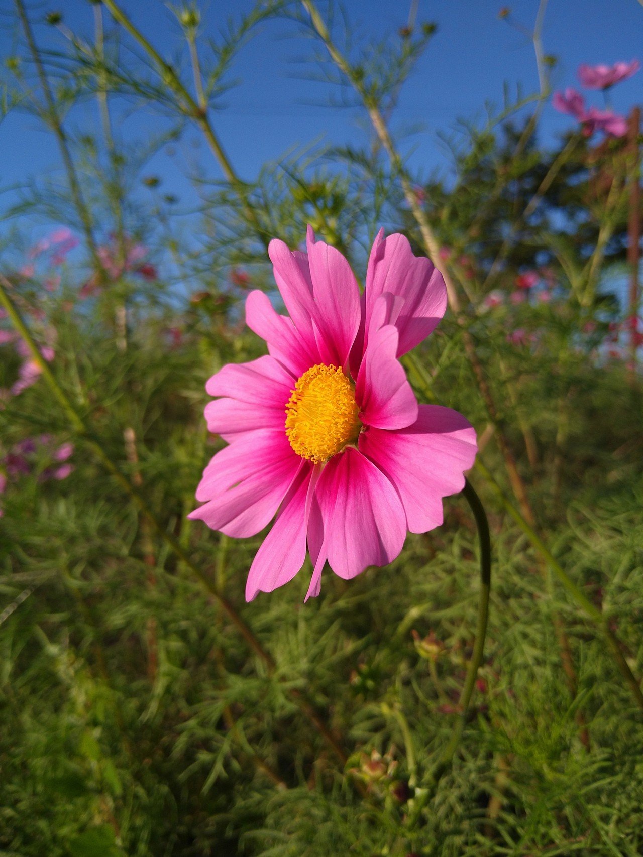 秋桜の花 Kousukekitamura Note