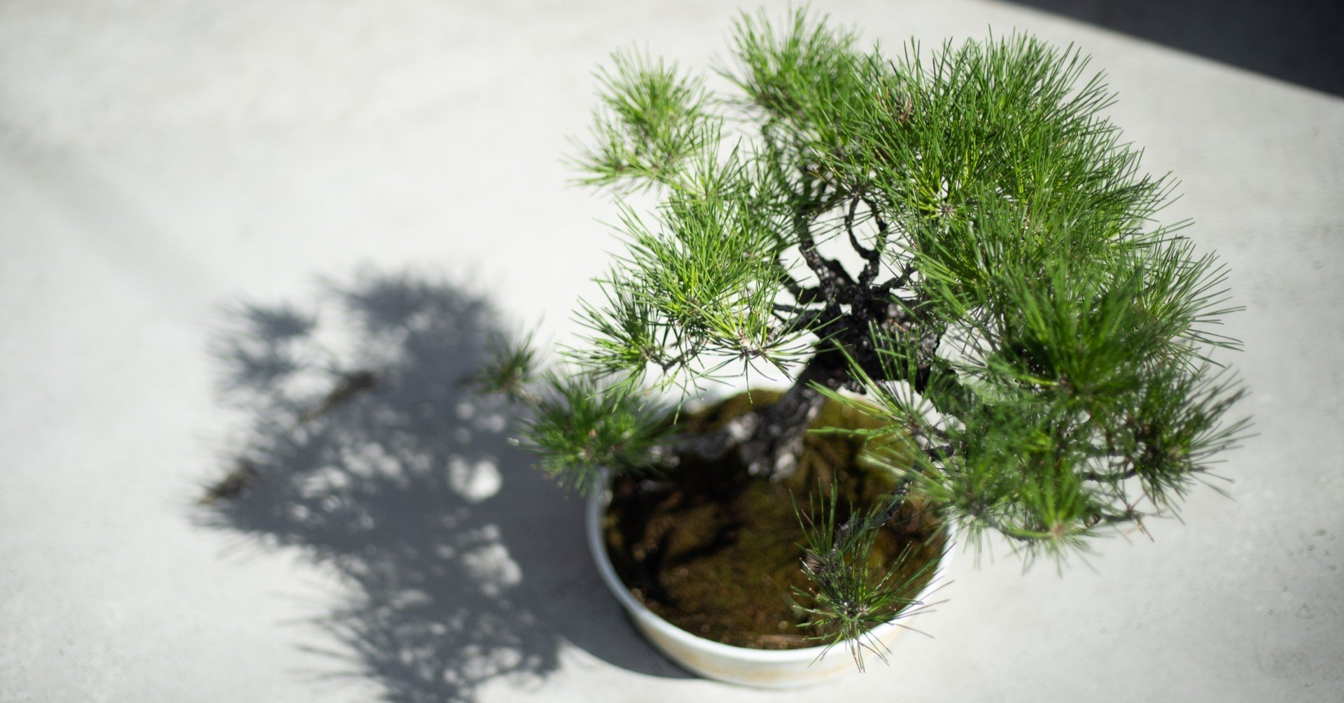 Canon New FD 50mm F1.4 【作例多数】|PS2U Canon New FD 50mm F1.4 【作例多数】|PS2U