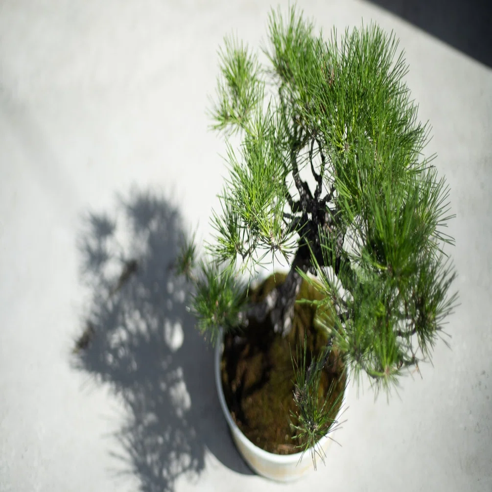 Canon New FD 50mm F1.4 【作例多数】｜PS2U