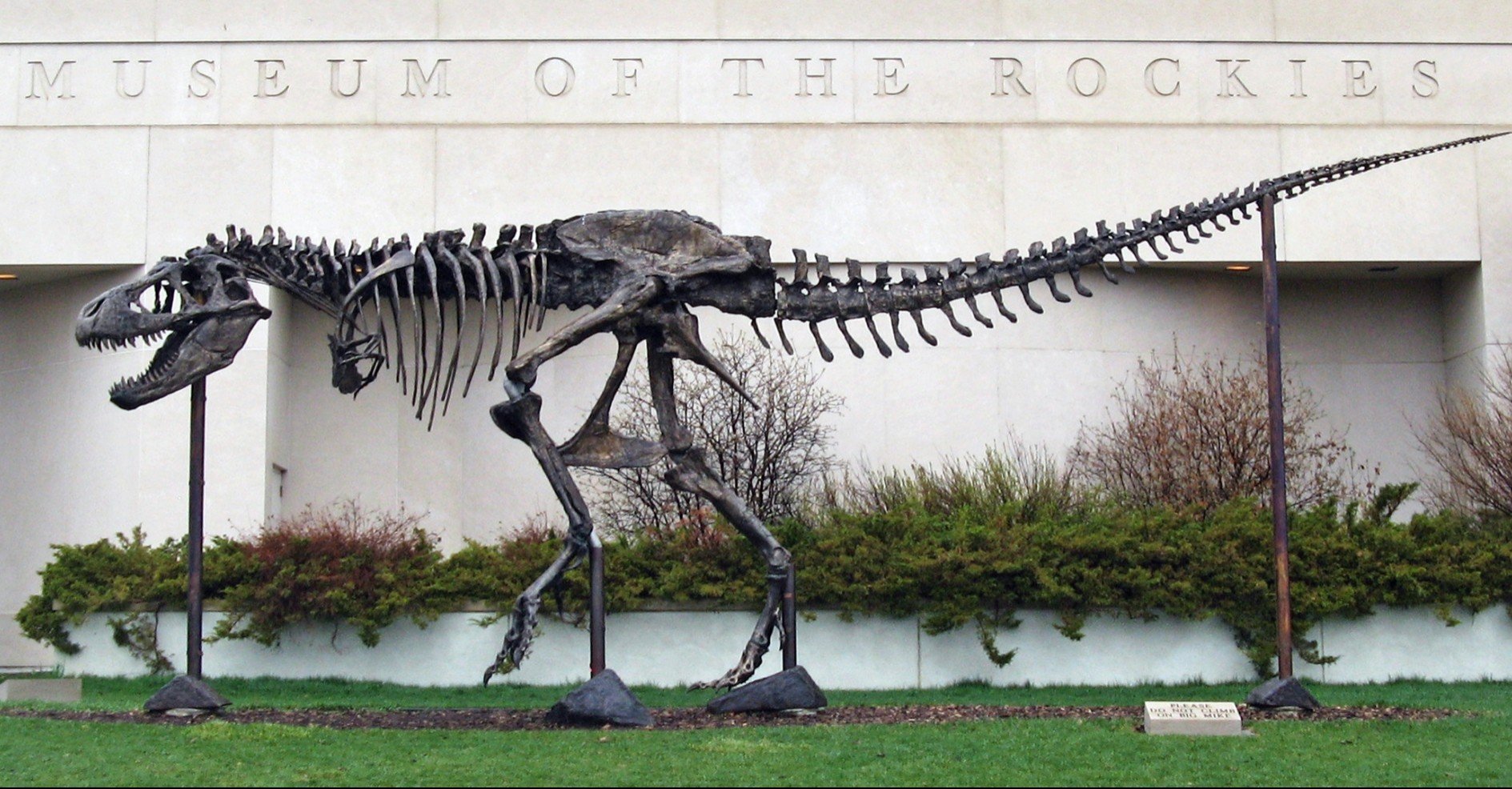 33億円のティラノサウルス Ep. 1｜今井拓哉@恐竜学研究所/Dinotech Lab