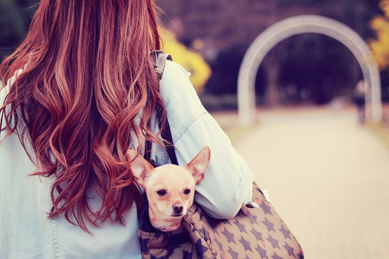 女の子と犬