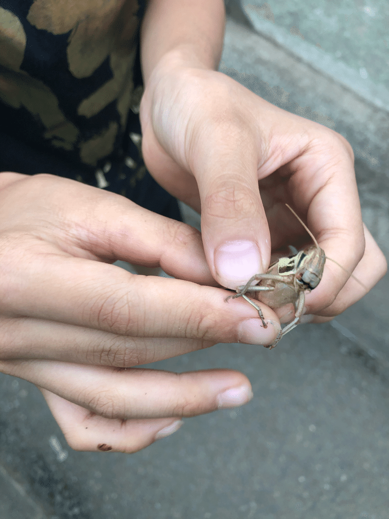 子どもを昆虫好きにさせるには 理科に強い子に育てたい Nyako Note 子どもを昆虫好きにさせるには 理科に強い子に育てたい Nyako Note