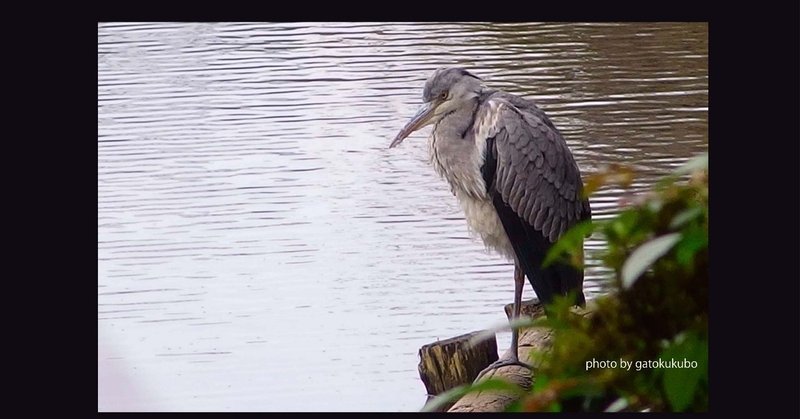 青鷺 の新着タグ記事一覧 Note つくる つながる とどける