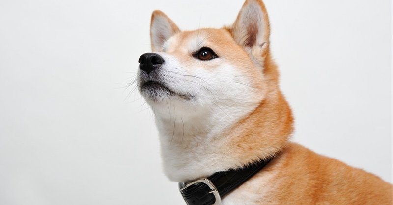 なにせ柴犬が大好きなので…。発売中の『柴犬ライフ・秋号』をダイジェストでご紹介。