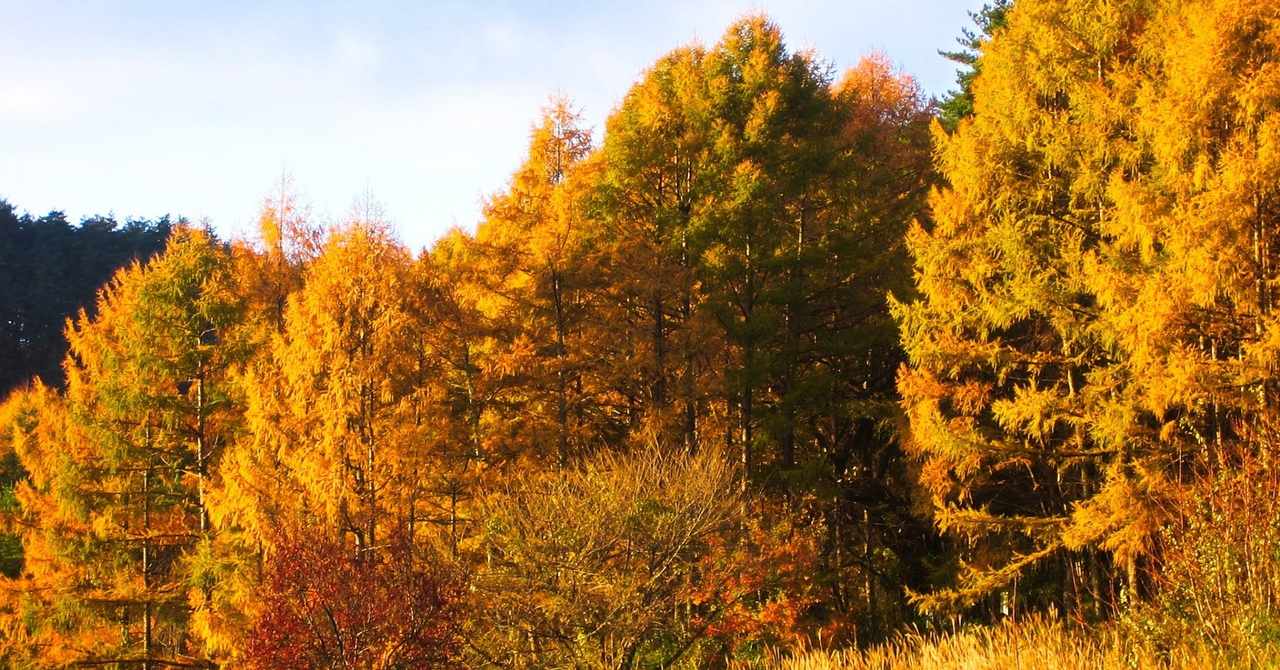 カラ松 の新着タグ記事一覧 Note つくる つながる とどける