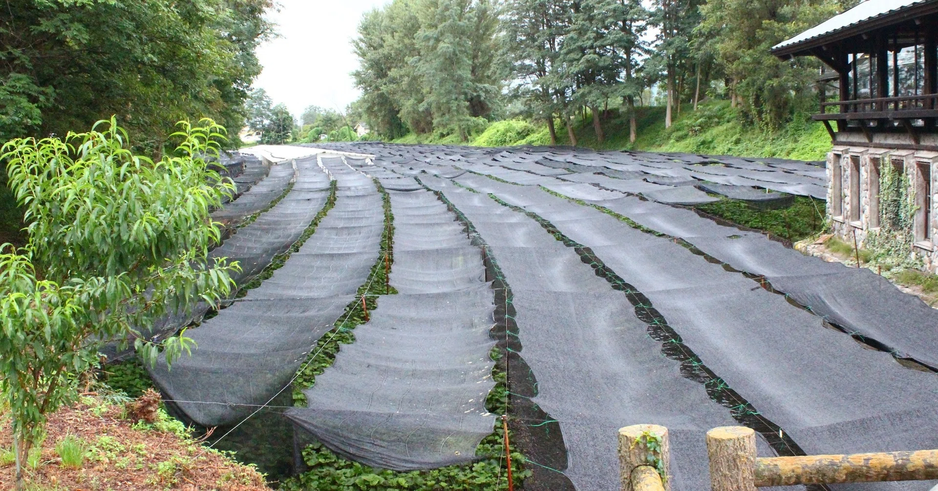 長野県安曇野市はわさびの生産量全国第一位！安曇野が誇る「大王わさび