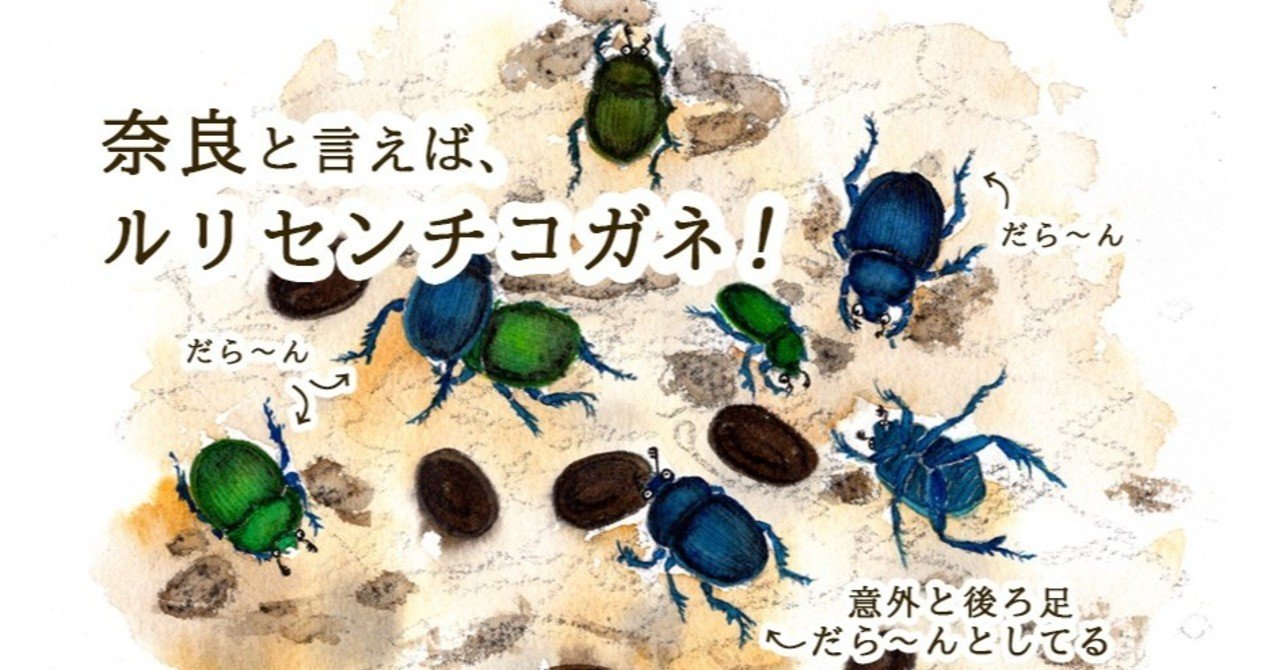 特価 オオセンチコガネ（ルリセンチ） 30匹 オオセンチコガネ - 虫村の日記