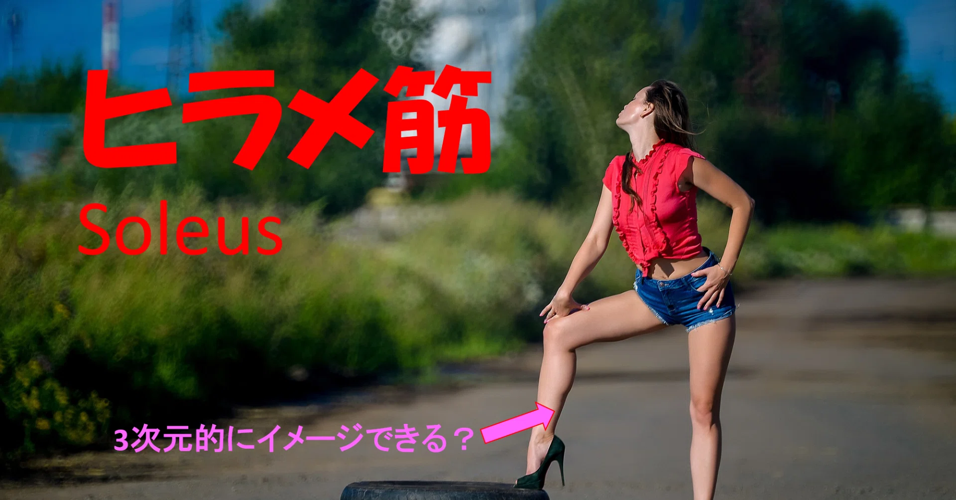 ヒラメ筋 Soleus Takaya Hirayama 平山鷹也 Note