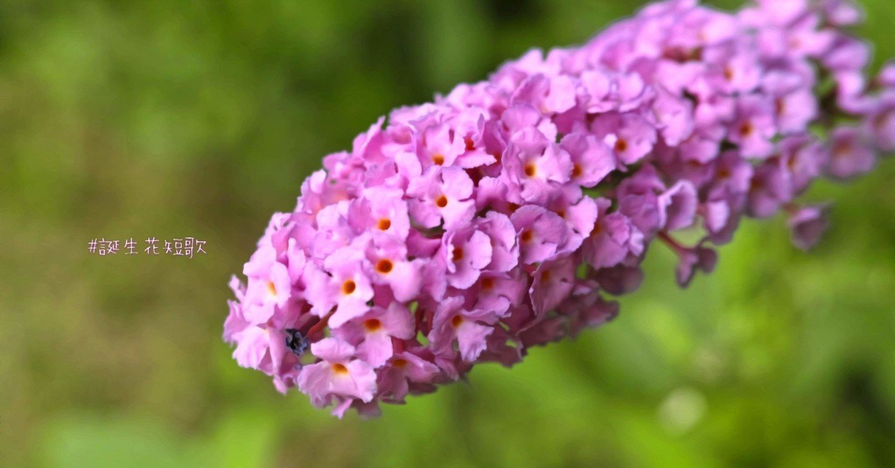 10月日 誕生花は房藤空木 誕生花短歌 御子柴 流歌 Note 10月日 誕生花は房藤空木 誕生花短歌 御子柴 流歌 Note
