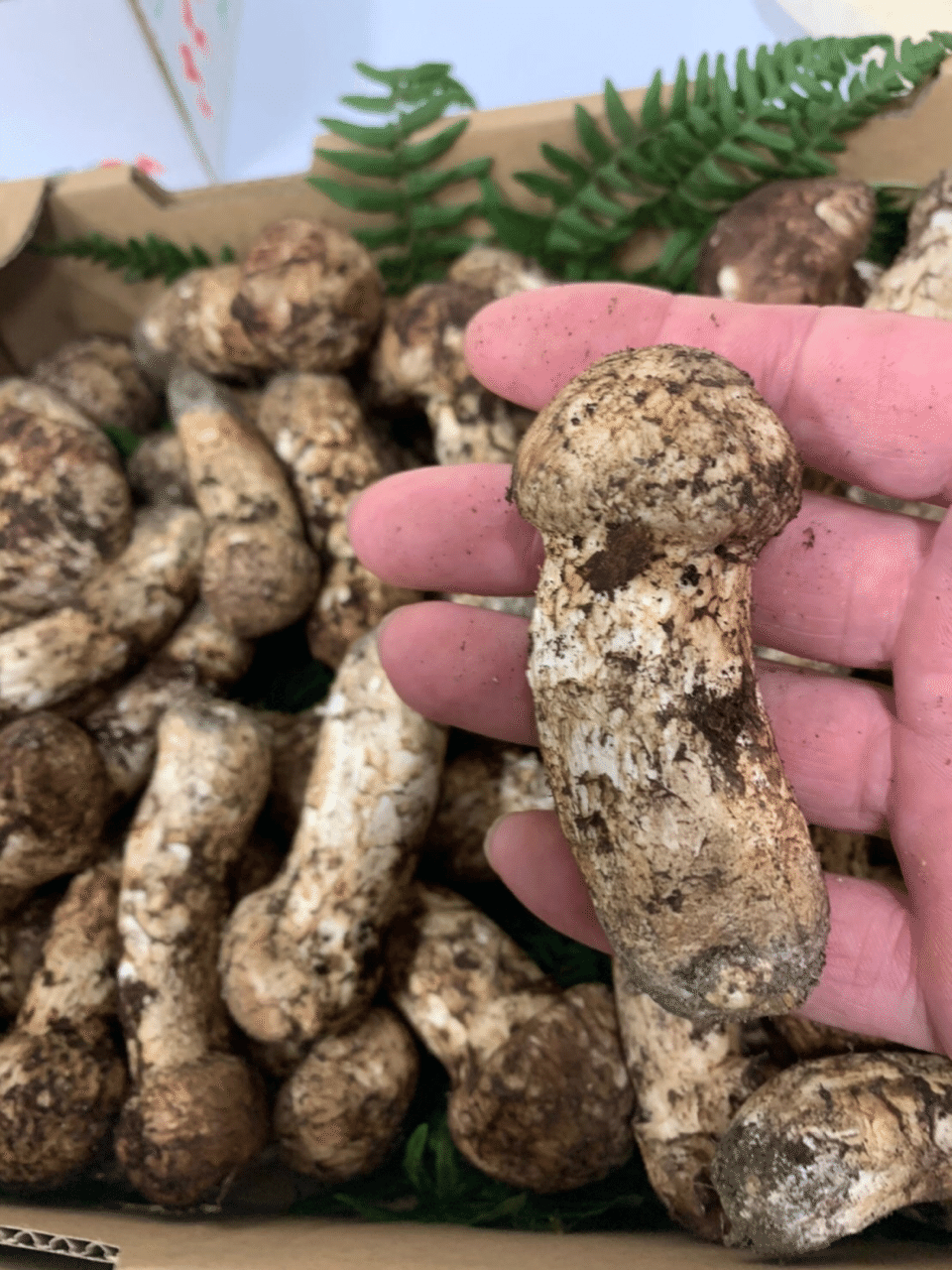 国産松茸 和歌山産高野富貴松茸の販売※現在販売終了※｜和食とくさ