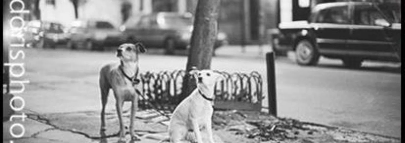 NY/Tokyo Photographer Midori S. Inoue｜note