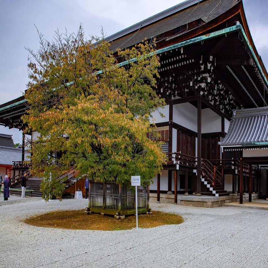 紅葉の 京都御所 Zenpaku Note