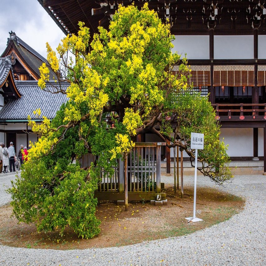 紅葉の 京都御所 Zenpaku Note