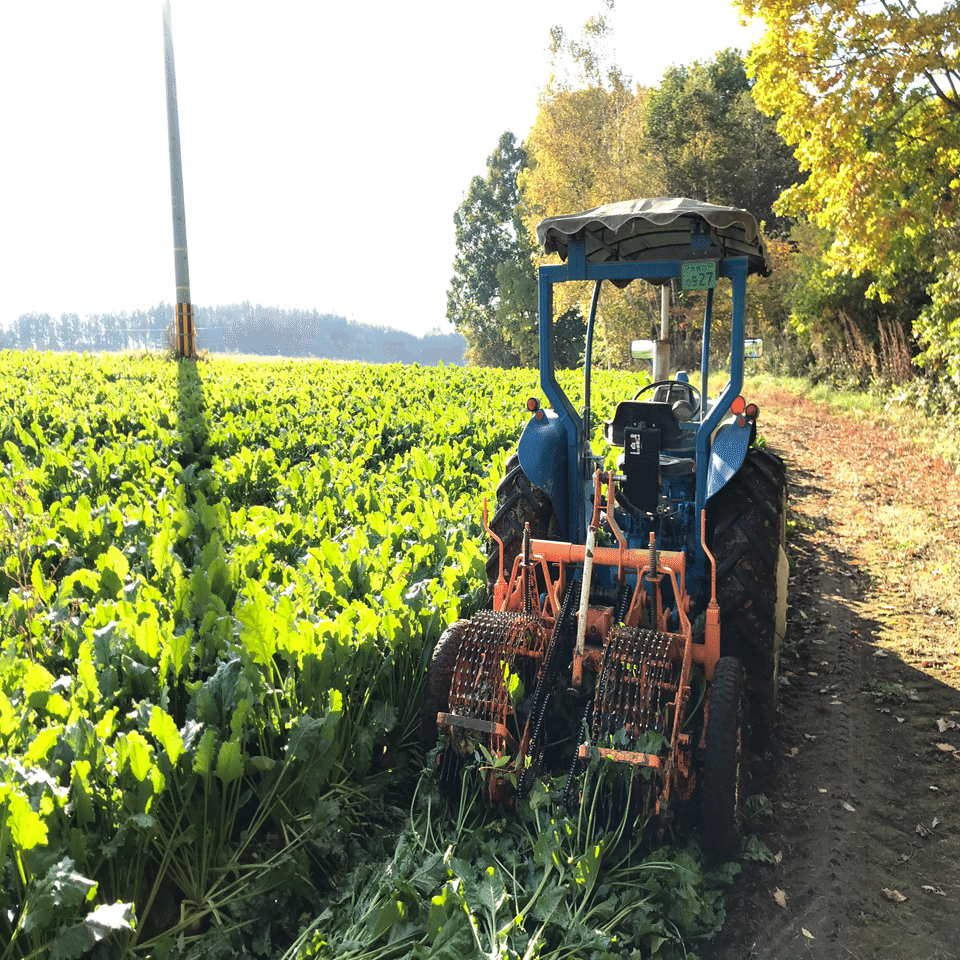 ビートの機械掘りが始まりました｜吉田拓実｜さいこうファーム OKHOTSK