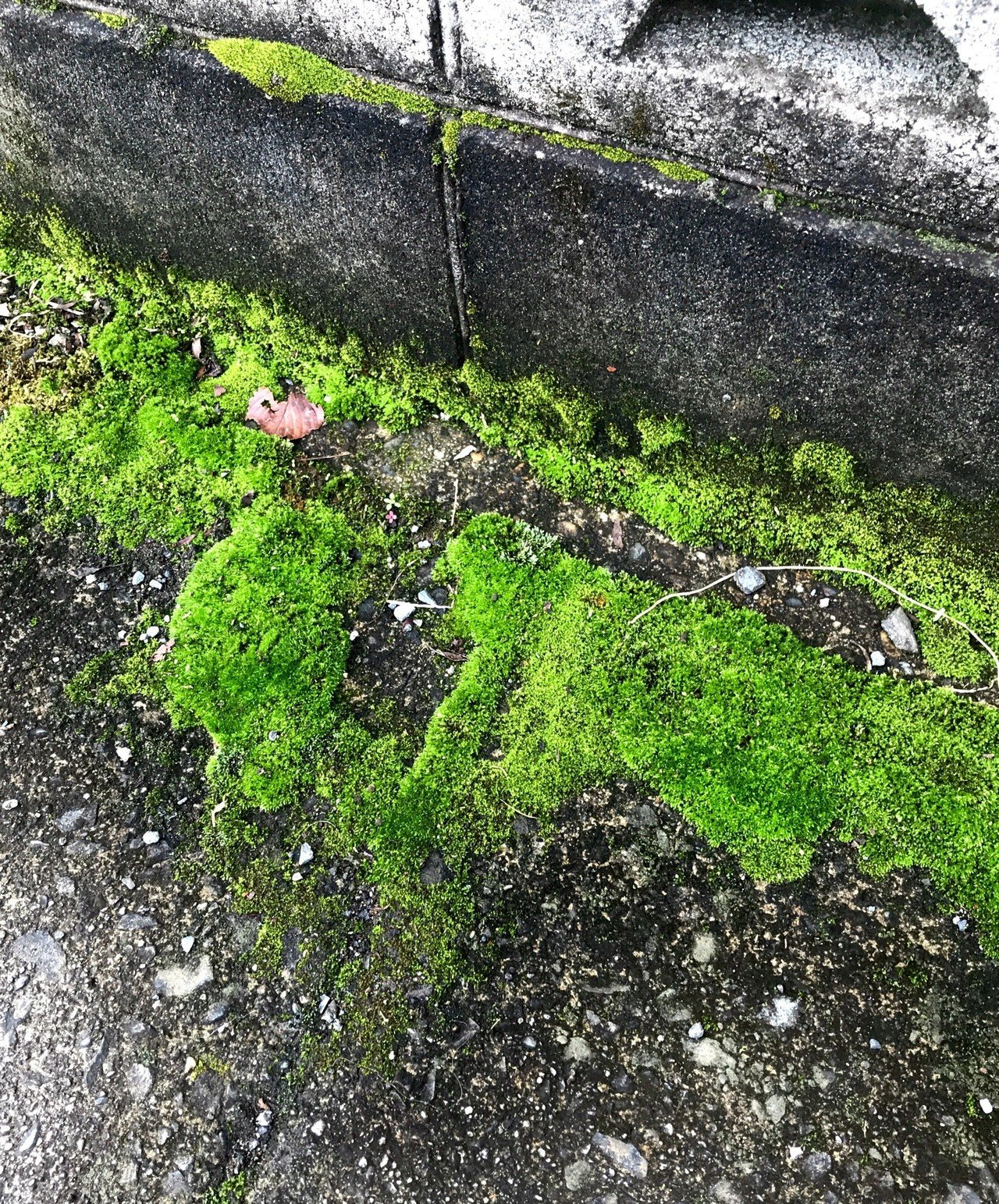 苔すきで さわりたくなります 通りすがりのおじさんに ここに生えるのは環境が悪いってこと って教えてくれた ディスられたけど苔 っていいもんなんだよ あや Note