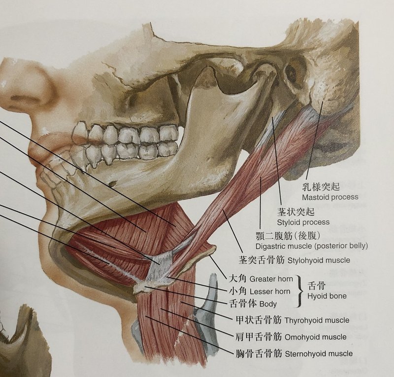 顎と首の関係 Yoshihiko Tsumekawa Note