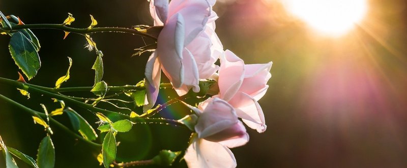 たったひとりの「わたし」を見抜いて。｜詩「ばらの花」