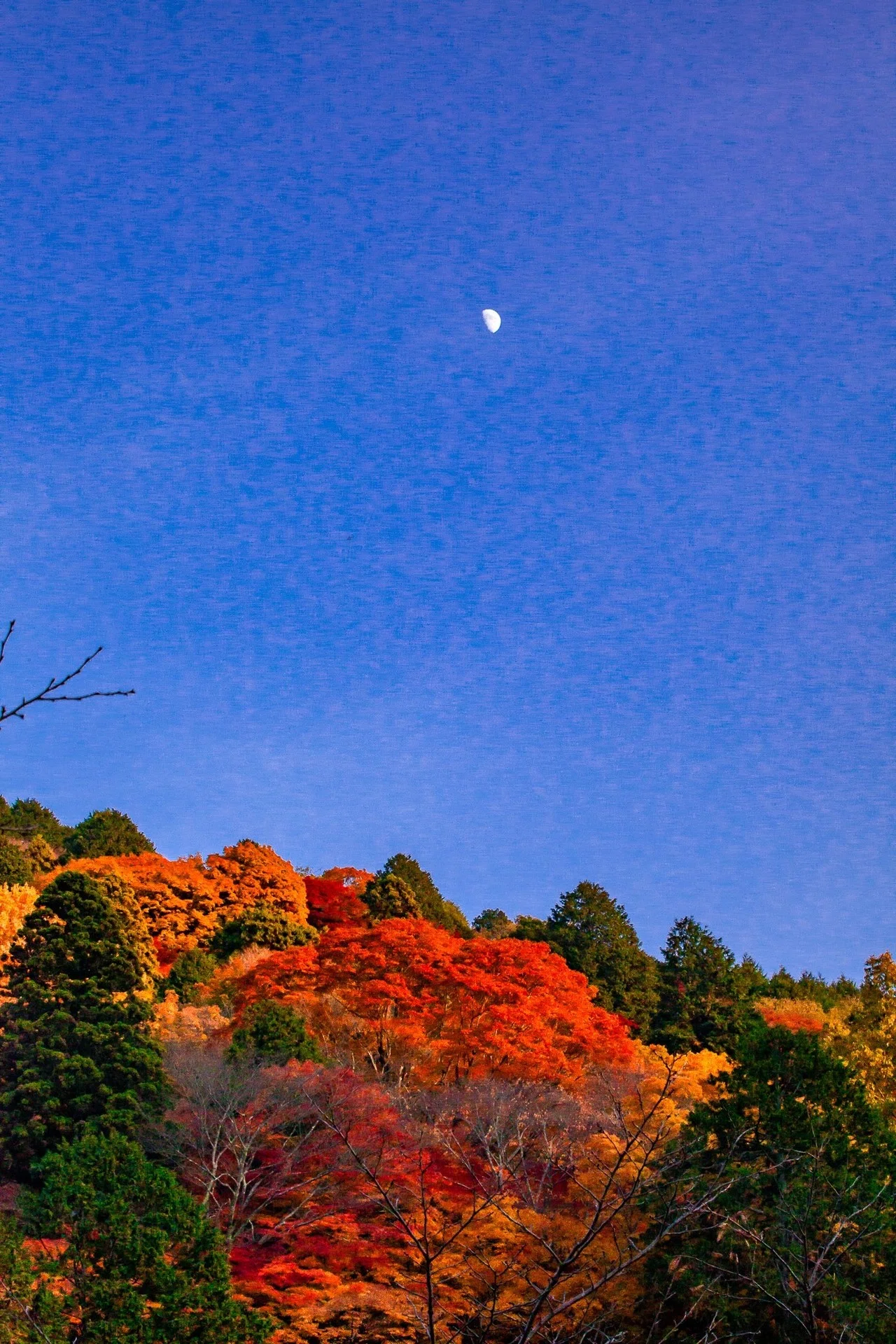 日本一の紅葉スポット「香嵐渓」｜Zenpaku