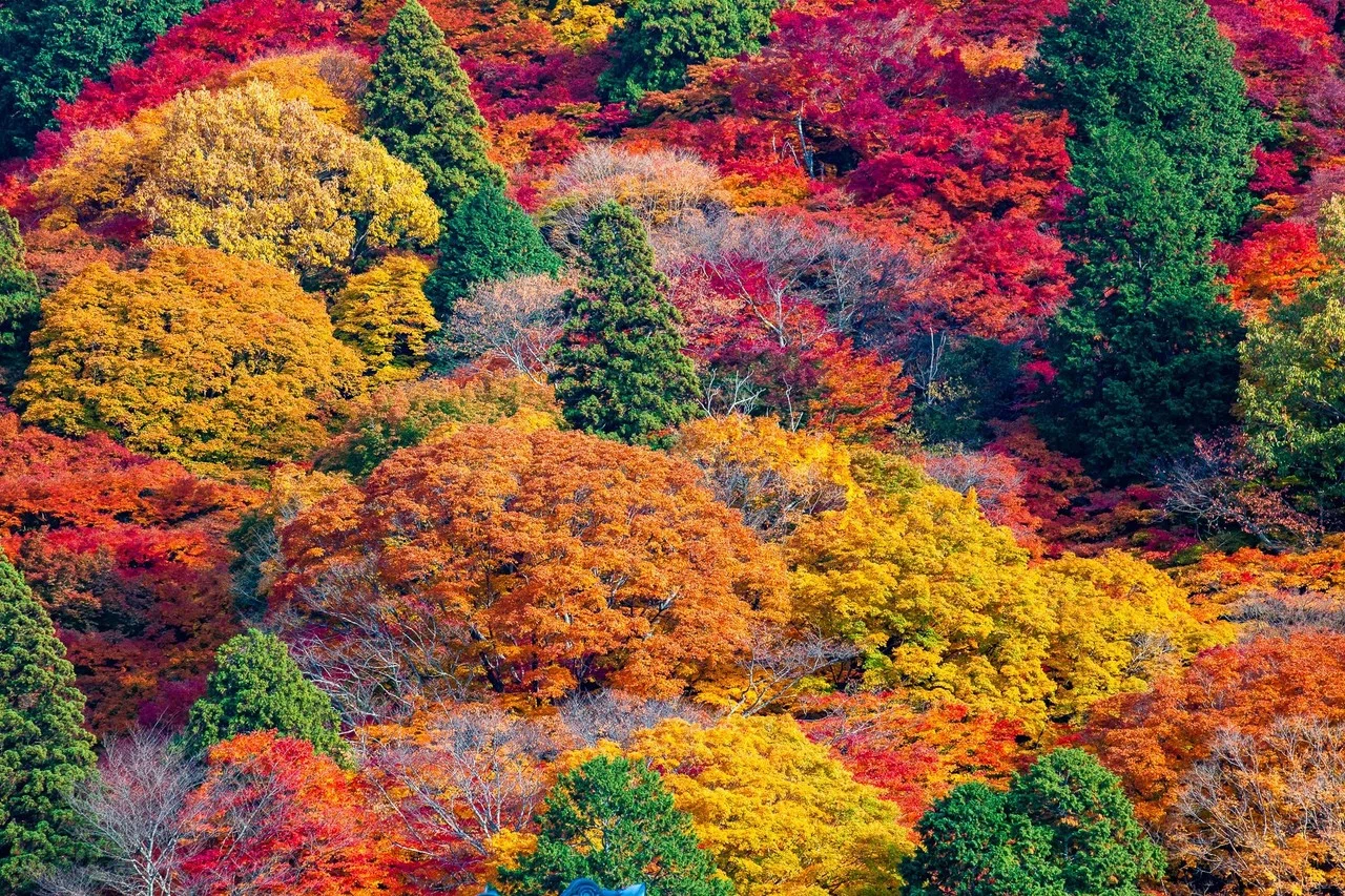 日本一の紅葉スポット「香嵐渓」｜Zenpaku