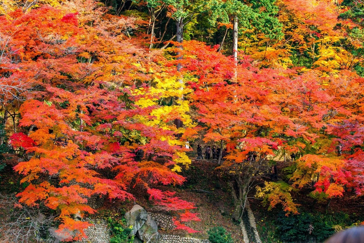 日本一の紅葉スポット「香嵐渓」｜Zenpaku