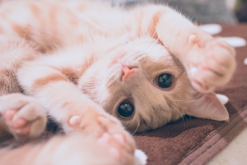 猫になる 28 ねこって年とともにヒゲや鼻の色がかわる Ryosuke ねこ絵本 Note