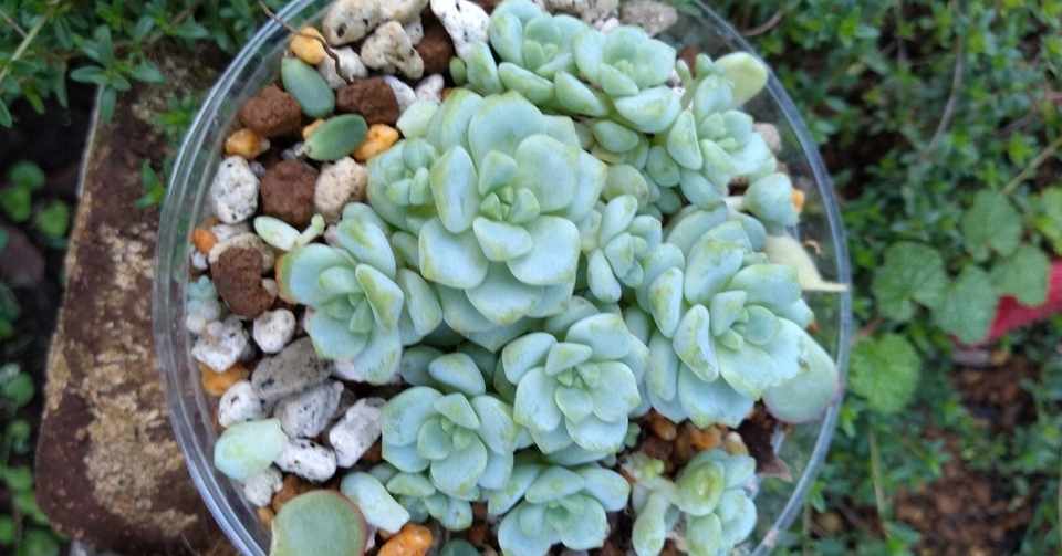 私 病気なの キリンモドキ Note