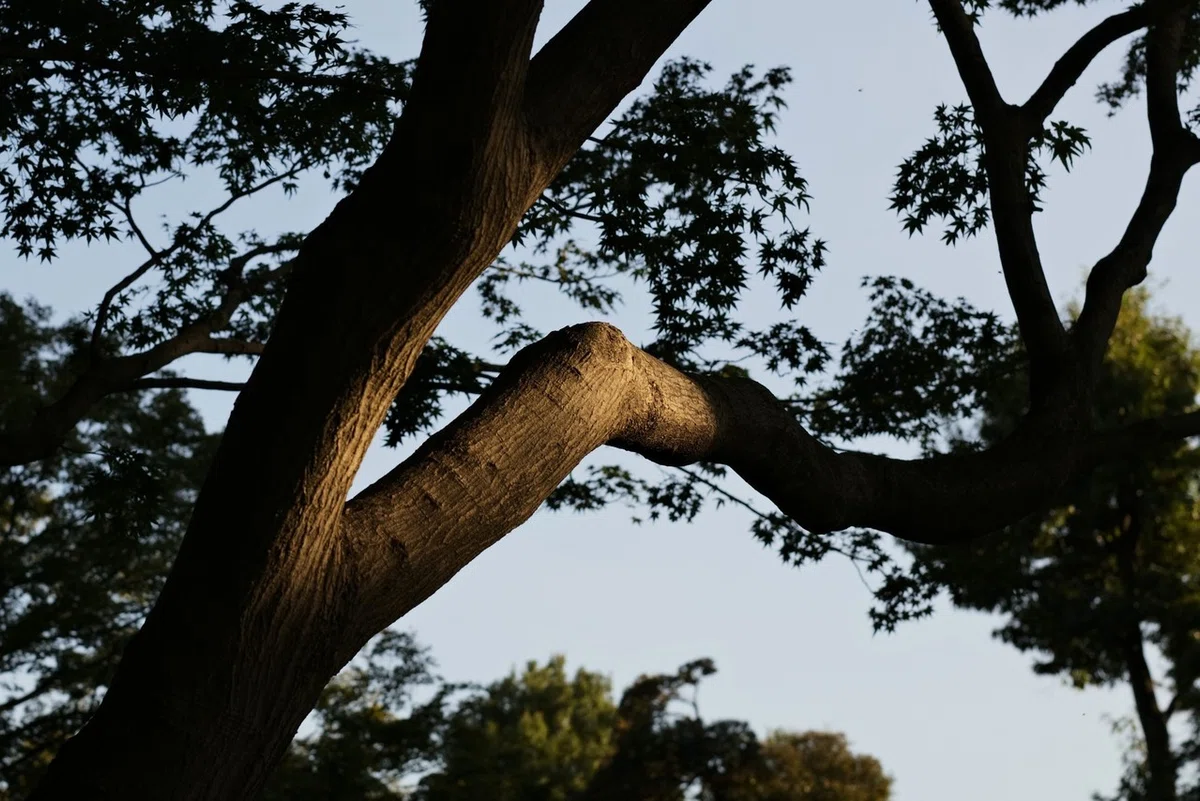 画像12